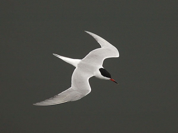 Kalatiira, Common Tern, Sterna hirundo